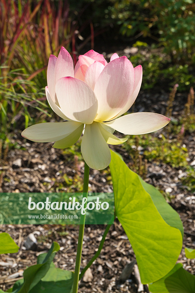 609008 - Lotus flower (Nelumbo nucifera)