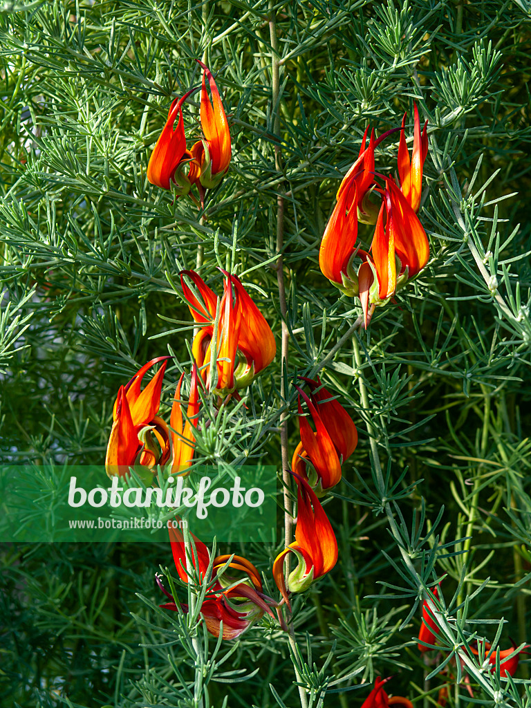 460149 - Lotus vine (Lotus berthelotii)