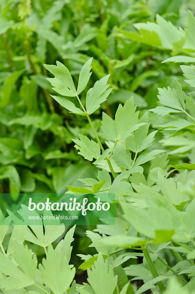 520215 - Lovage (Levisticum officinale)