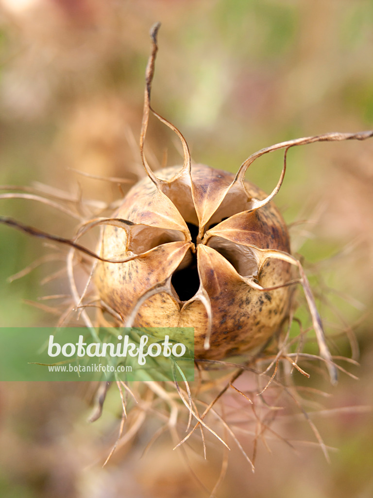 428007 - Love-in-a-mist (Nigella damascena)