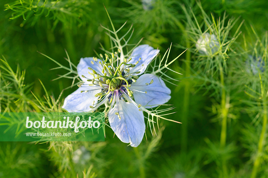 473310 - Love-in-a-mist (Nigella damascena)