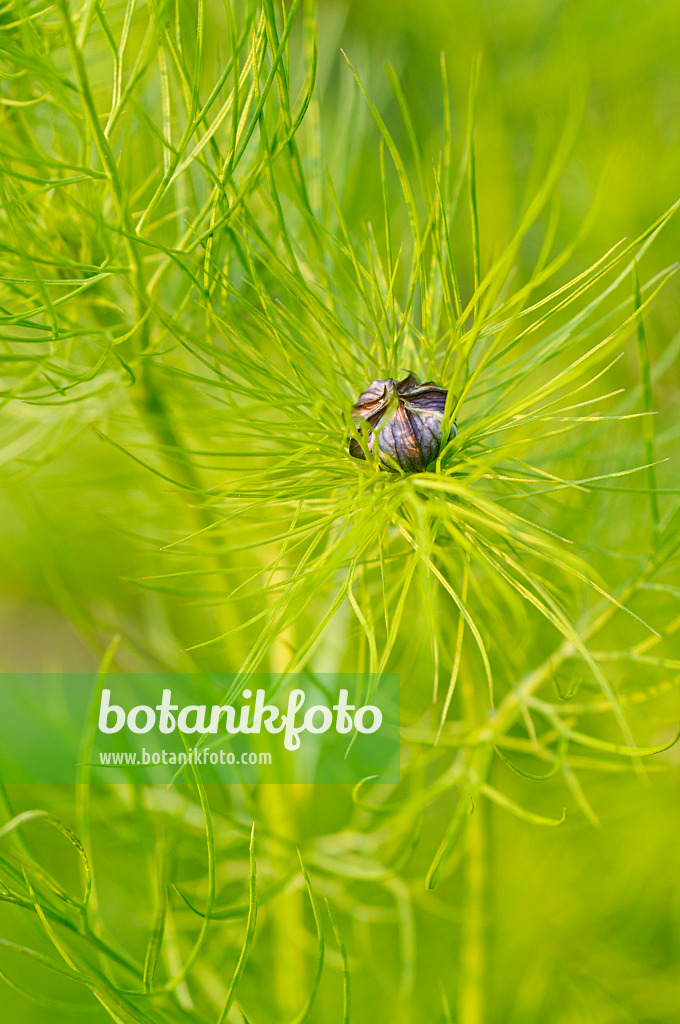 484269 - Love-in-a-mist (Nigella damascena)