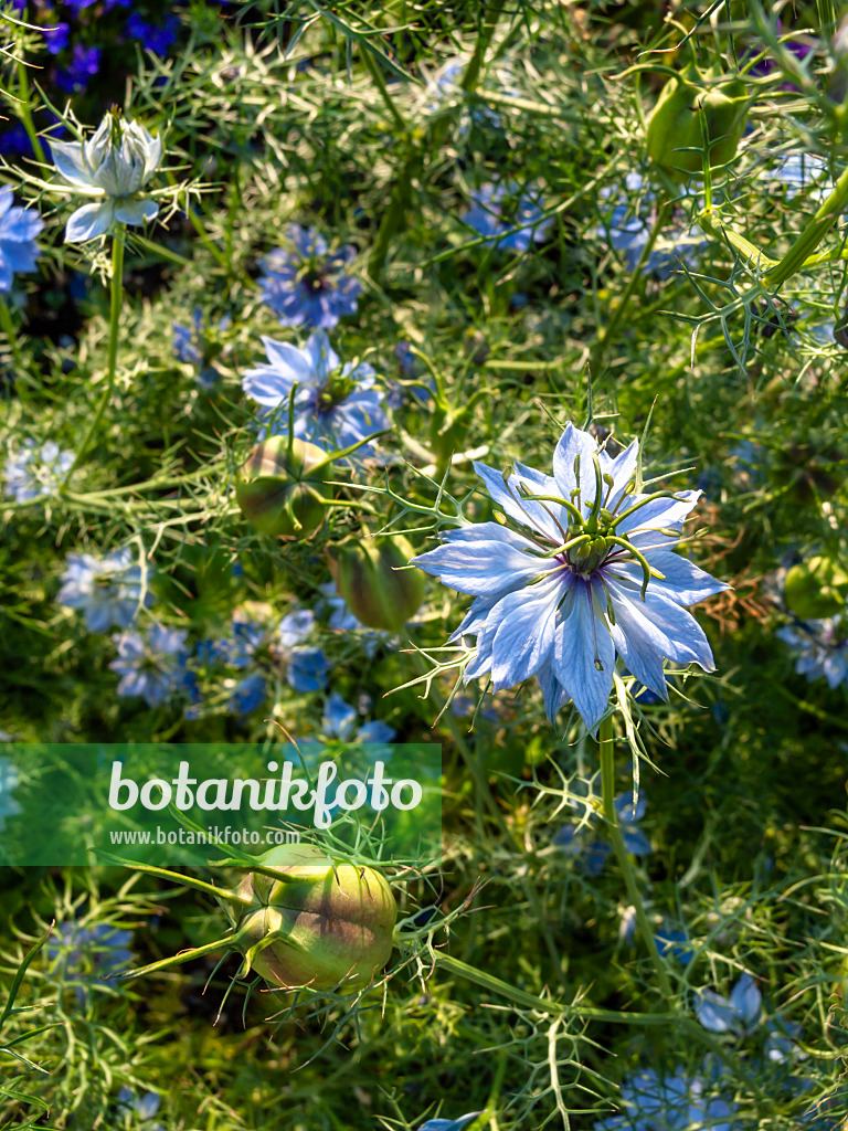 427126 - Love-in-a-mist (Nigella damascena 'Miss Jekyll')