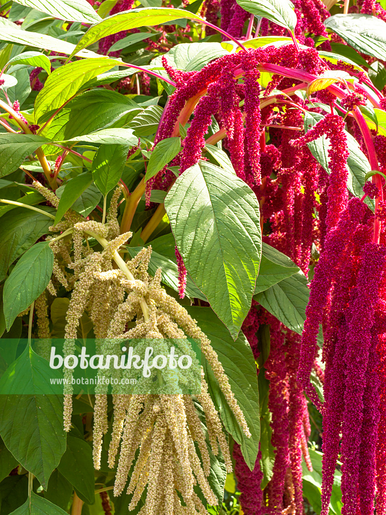 428334 - Love lies bleeding (Amaranthus caudatus)