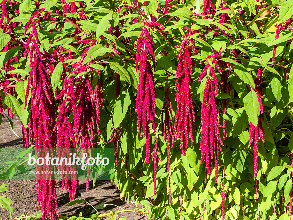 464011 - Love lies bleeding (Amaranthus caudatus)