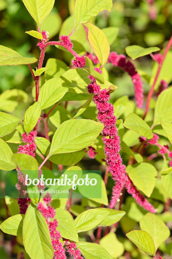 535039 - Love lies bleeding (Amaranthus caudatus)