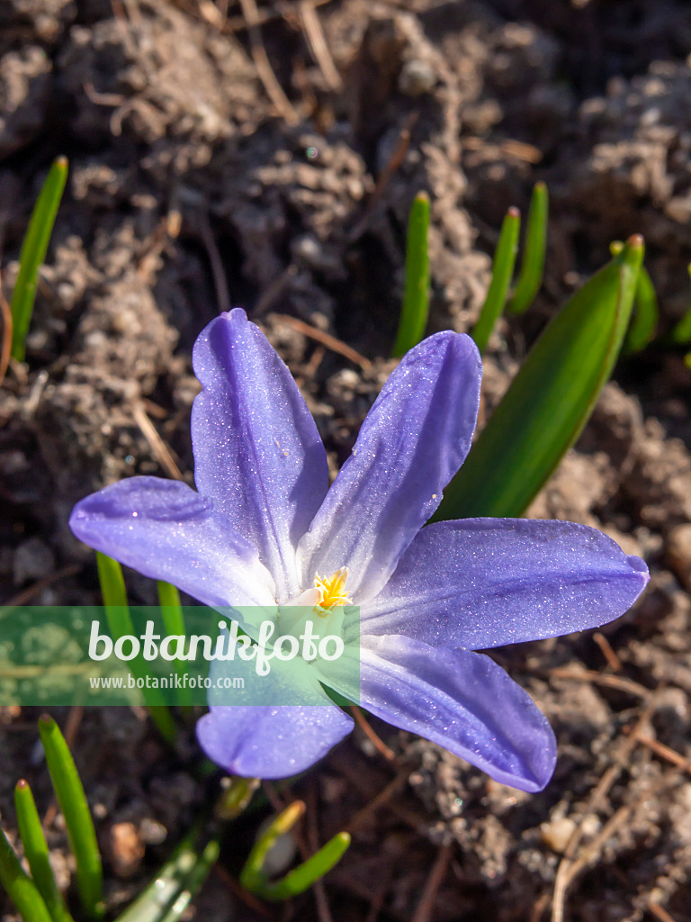 424006 - Lucile's glory of the snow (Chionodoxa luciliae syn. Scilla luciliae)