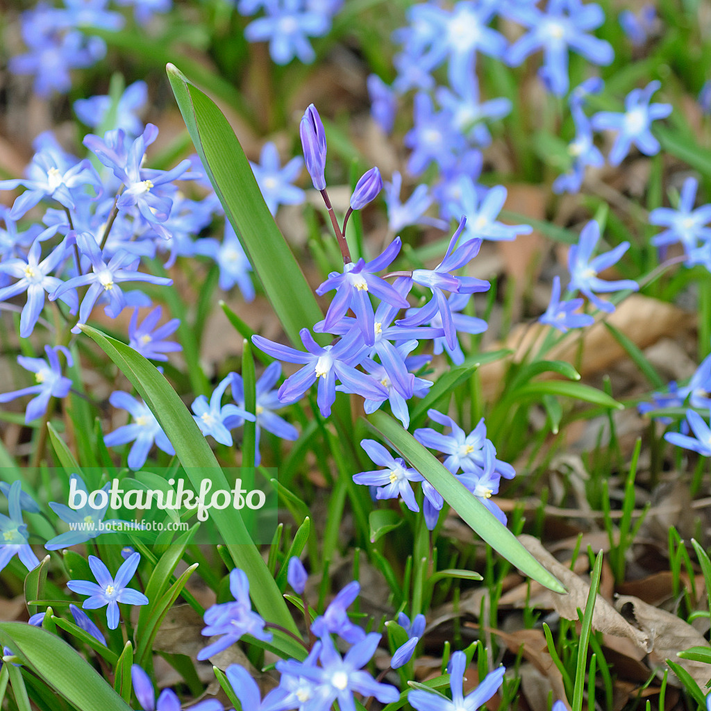 502145 - Lucile's glory of the snow (Chionodoxa luciliae syn. Scilla luciliae)