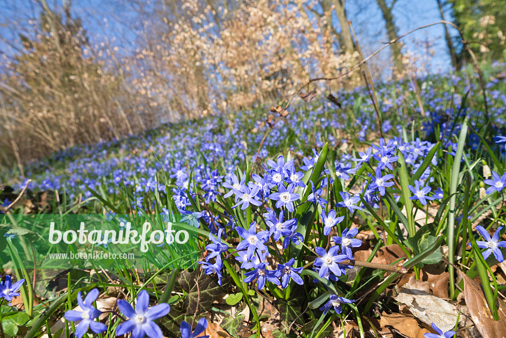 566105 - Lucile's glory of the snow (Chionodoxa luciliae syn. Scilla luciliae)