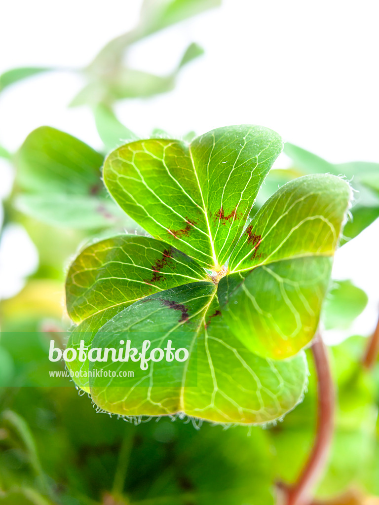 433039 - Lucky clover (Oxalis tetraphylla)