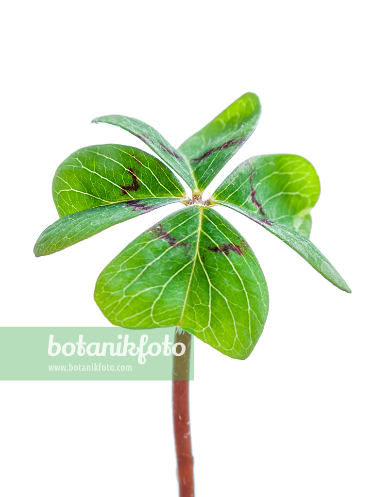 433043 - Lucky clover (Oxalis tetraphylla)