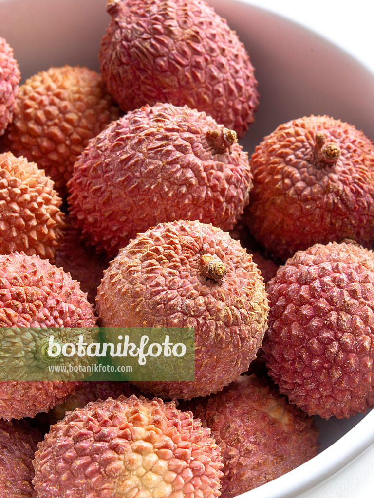 434009 - Lychee (Litchi sinensis)