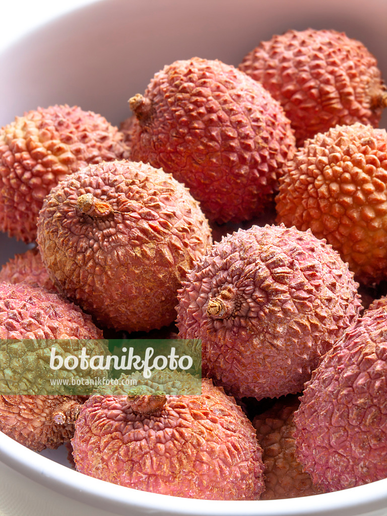 434010 - Lychee (Litchi sinensis)