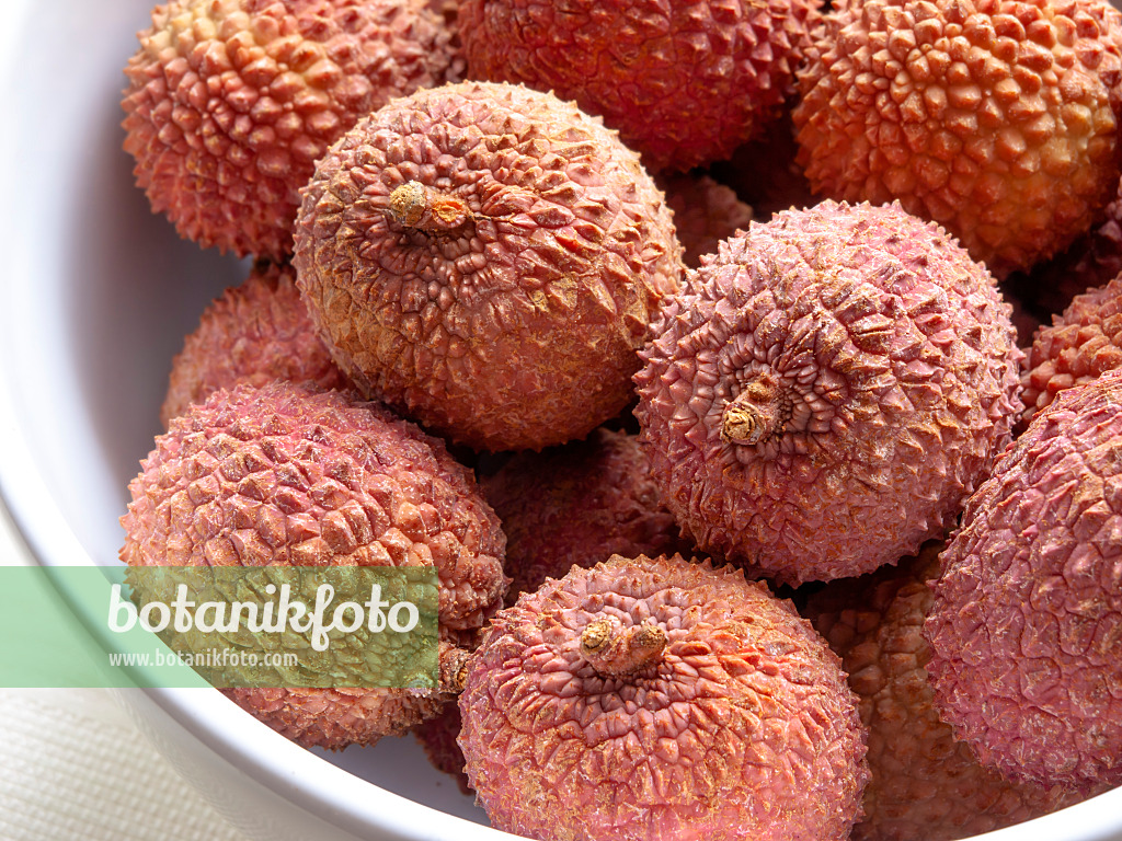 434011 - Lychee (Litchi sinensis)