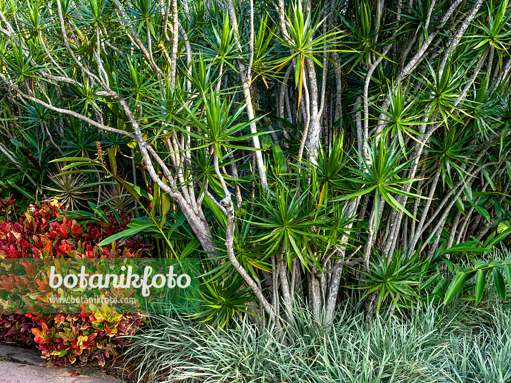 455154 - Madagascar dragon tree (Dracaena marginata) and croton (Codiaeum variegatum syn. Croton variegatus)