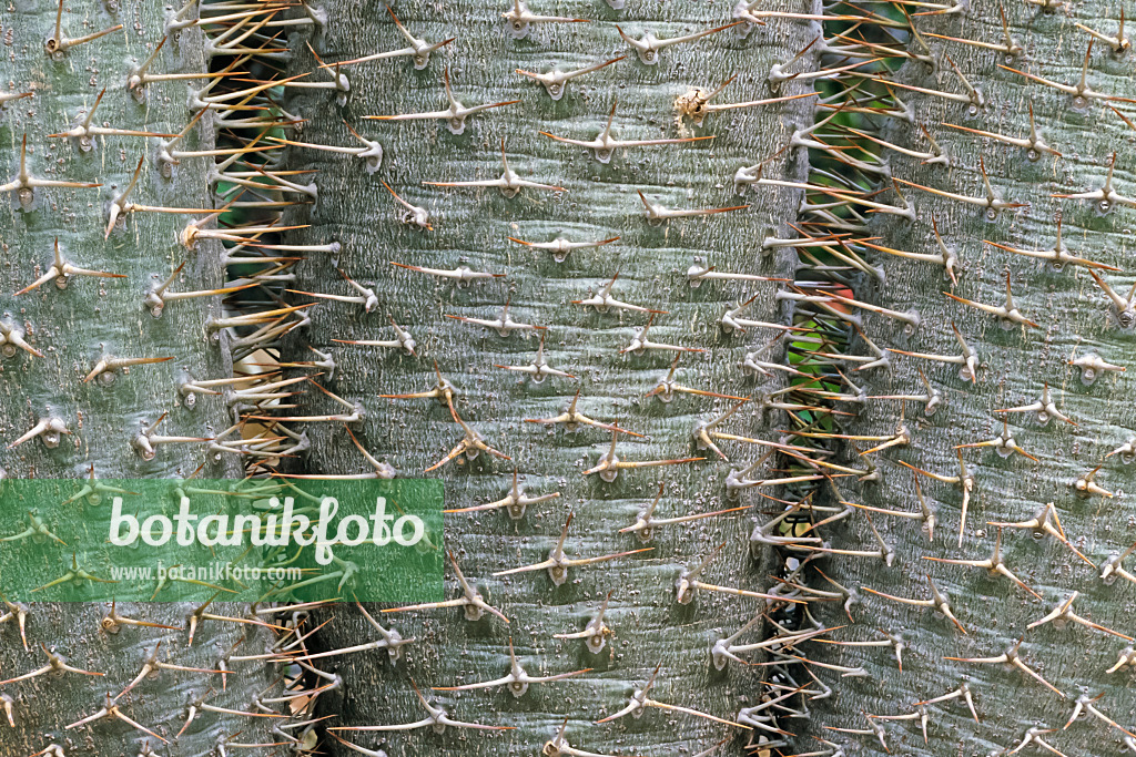 366066 - Madagascar palm (Pachypodium lamerei var. lamerei)