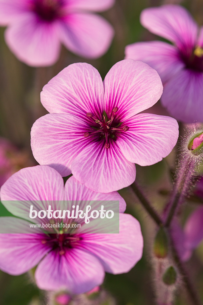 518109 - Madeiran cranesbill (Geranium maderense)