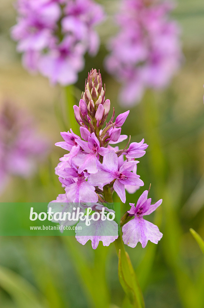 533272 - Madeiran orchid (Dactylorhiza foliosa)