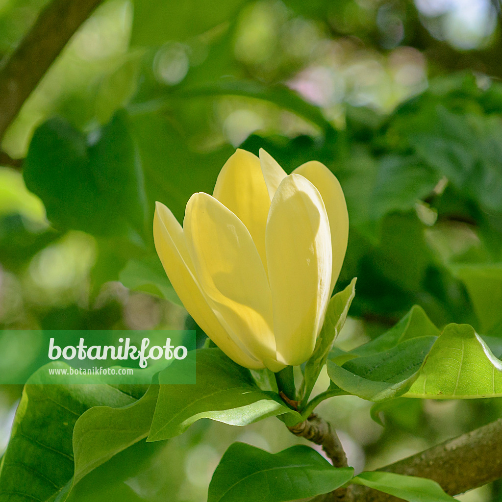 547176 - Magnolia (Magnolia x brooklynensis 'Yellow Bird')