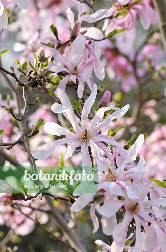 519135 - Magnolia (Magnolia x loebneri 'Leonard Messel')