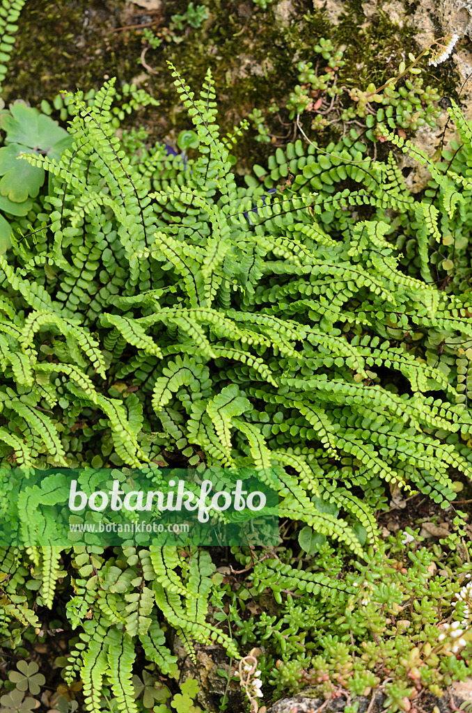 521327 - Maidenhair spleenwort (Asplenium trichomanes)