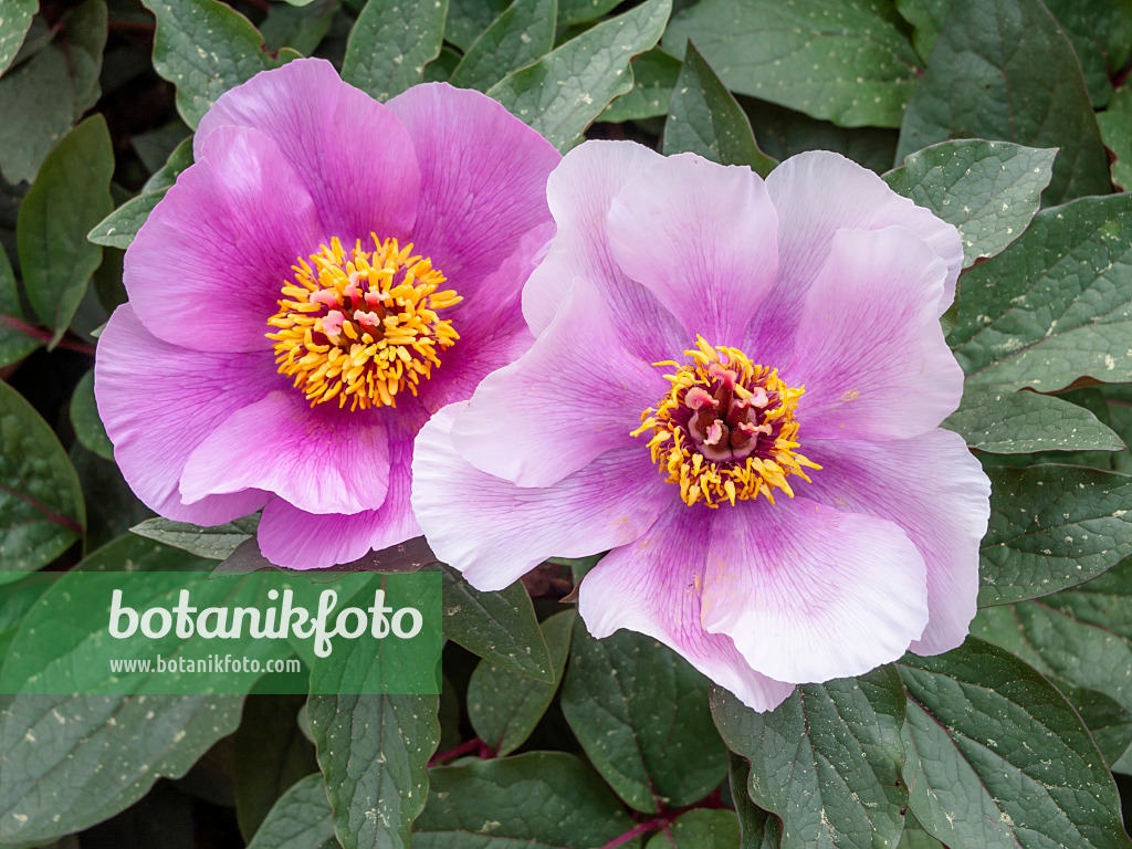 424036 - Majorcan peony (Paeonia cambessedesii)