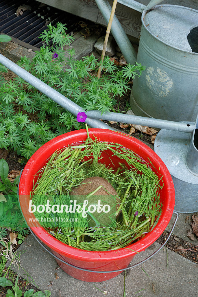 472178 - Making a liquid fertilizer from common horsetail (Equisetum arvense) (3)