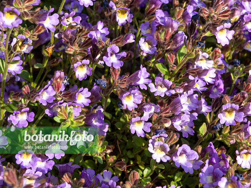 425090 - Malling toadflax (Chaenorhinum origanifolium 'Blue Dream')