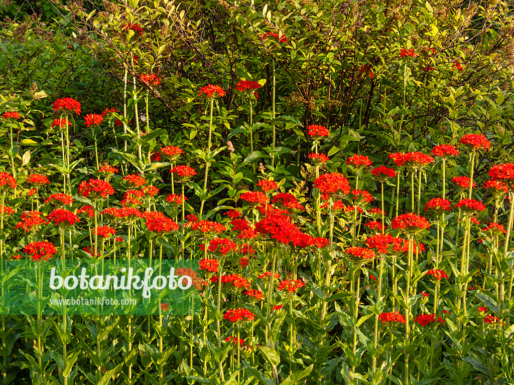 414193 - Maltese cross (Lychnis chalcedonica syn. Silene chalcedonica)