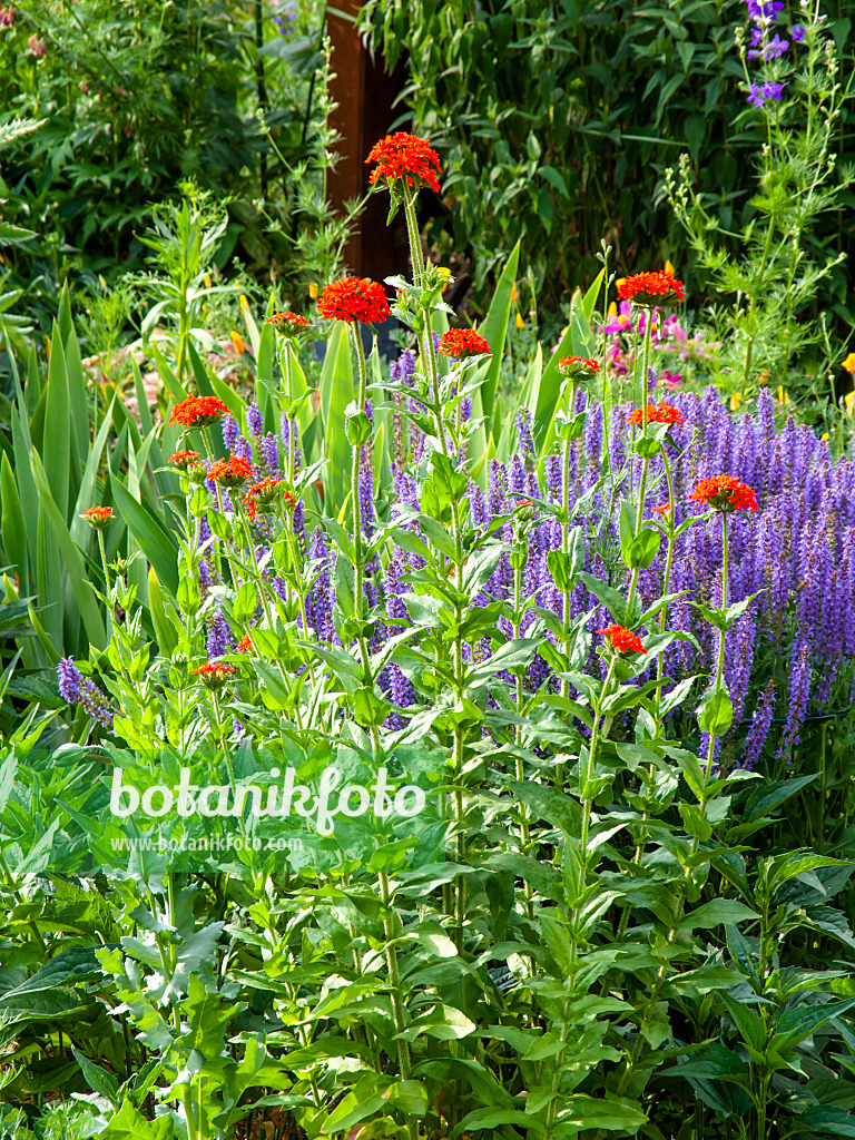 461070 - Maltese cross (Lychnis chalcedonica syn. Silene chalcedonica) and woodland sage (Salvia nemorosa)