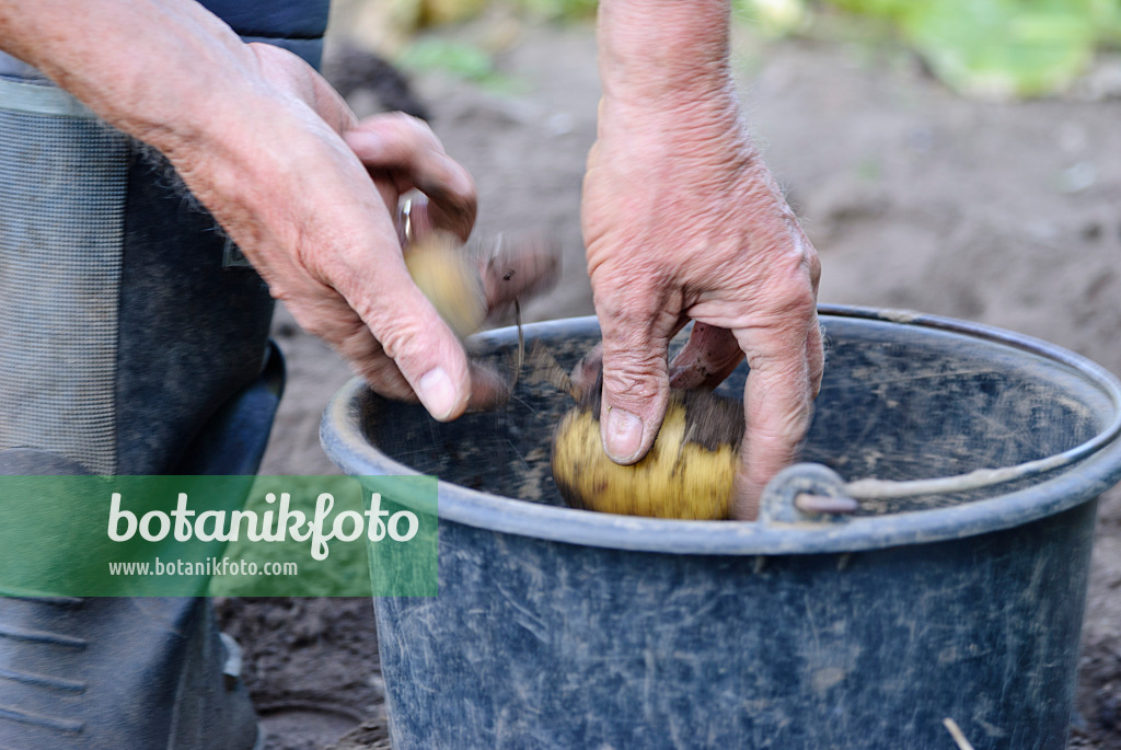 483034 - Man harvesting potatoes (Solanum tuberosum)