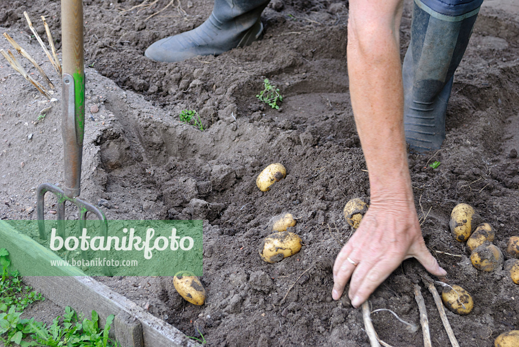 483023 - Man lifting out potatoes (Solanum tuberosum)