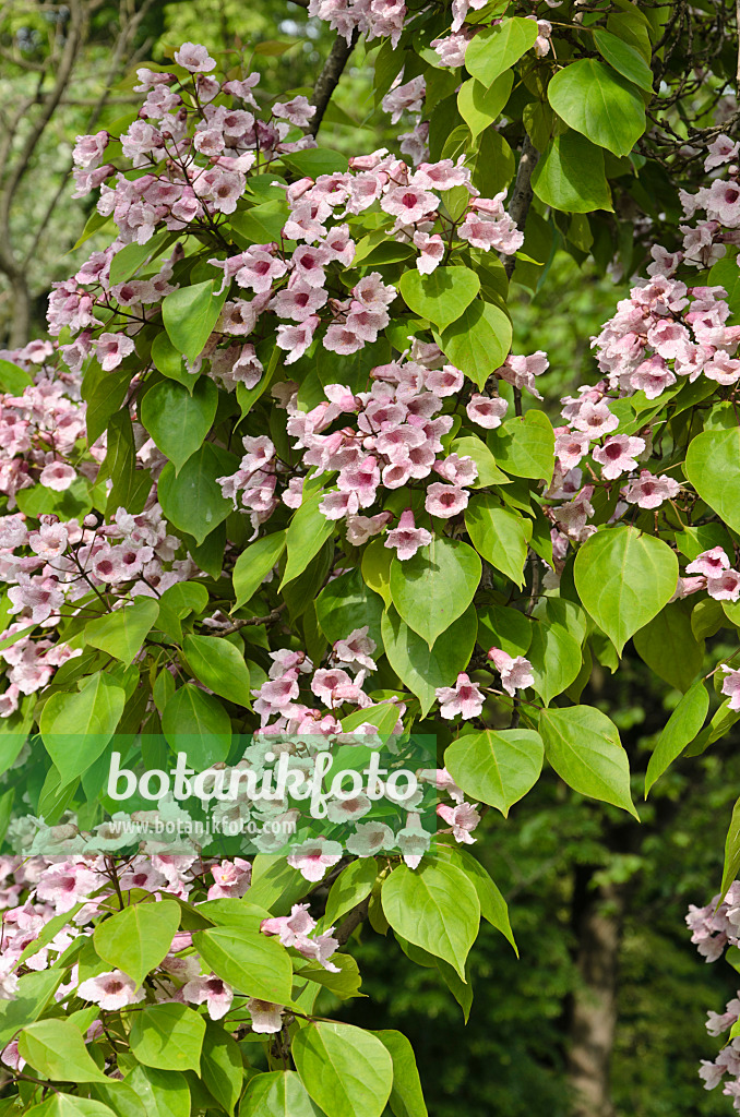 508150 - Manchurian catalpa (Catalpa bungei)