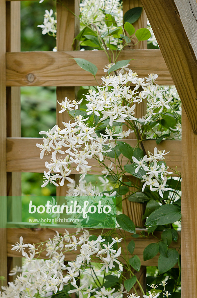 521453 - Manchurian clematis (Clematis mandshurica)