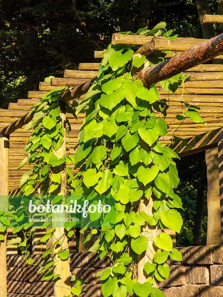 461136 - Manchurian dutchman's pipe (Aristolochia manshuriensis)