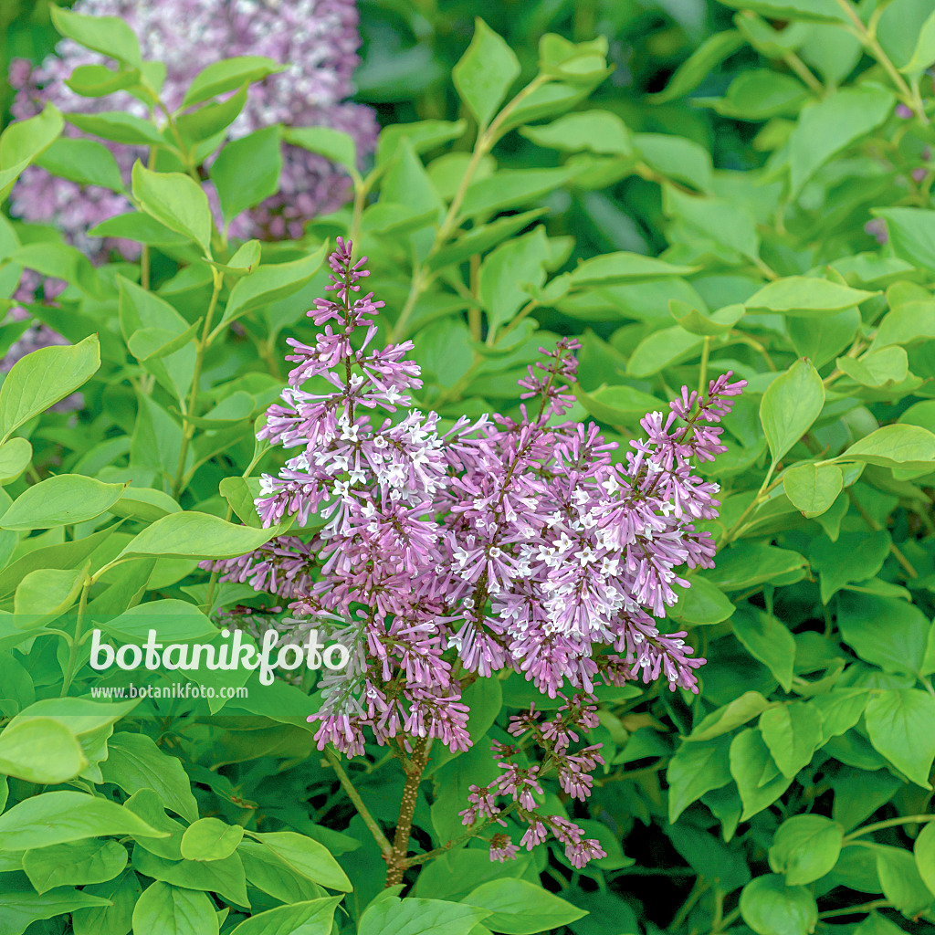 558248 - Manchurian lilac (Syringa pubescens subsp. patula 'Miss Kim')