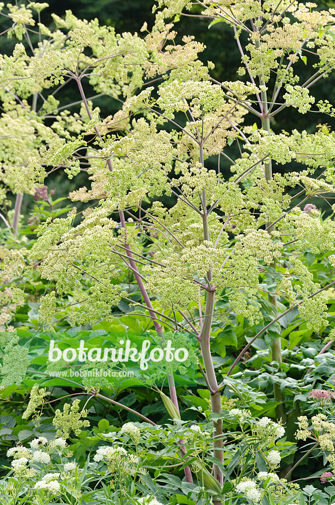 486204 - Manchurian spikenard (Aralia continentalis)