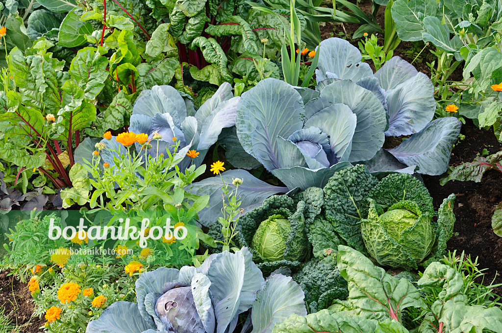 475102 - Mangold (Beta vulgaris var. cicla), red cabbage (Brassica oleracea var. capitata f. rubra), white cabbage (Brassica oleracea var. capitata f. alba), pot marigold (Calendula officinalis) and marigolds (Tagetes)