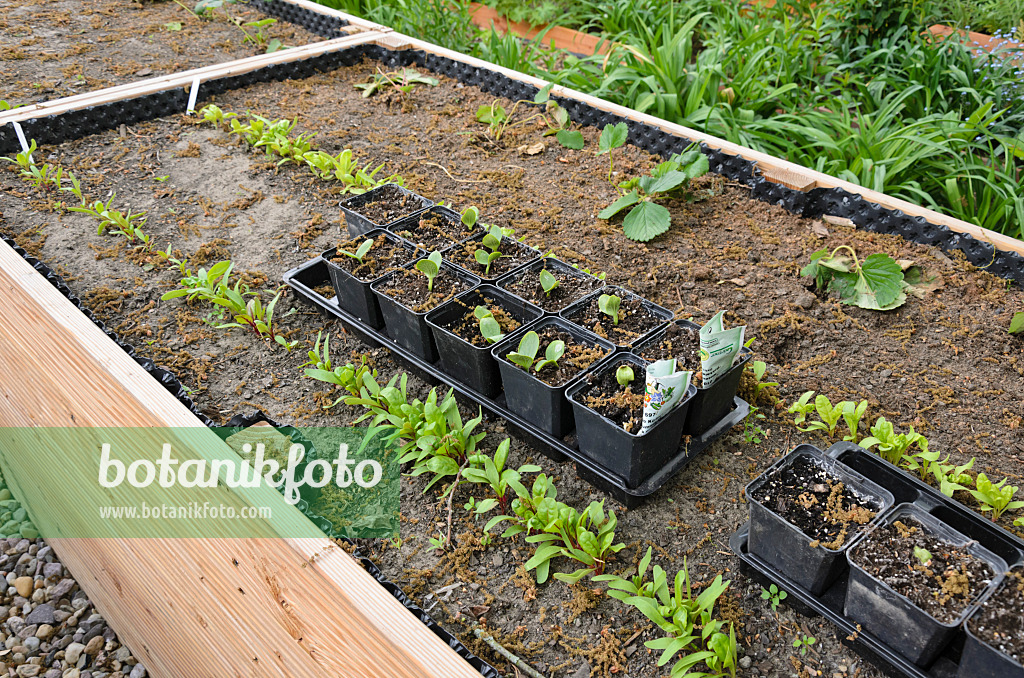 544108 - Mangold (Beta vulgaris var. cicla) and winter squashes (Cucurbita maxima) in a raised bed 544108 - Mangold (Beta vulgaris var. cicla) and winter squashes (Cucurbita maxima) in a raised bed