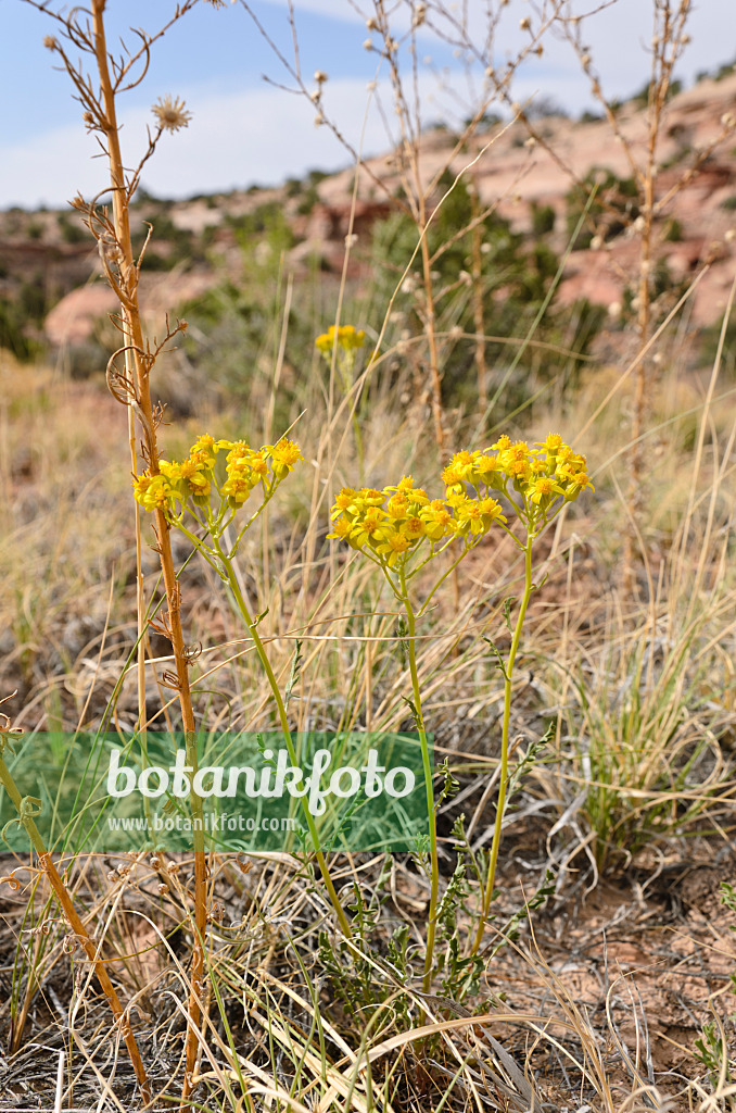 508307 - Many-lobed groundsel (Packera multilobata syn. Senecio multilobatus)