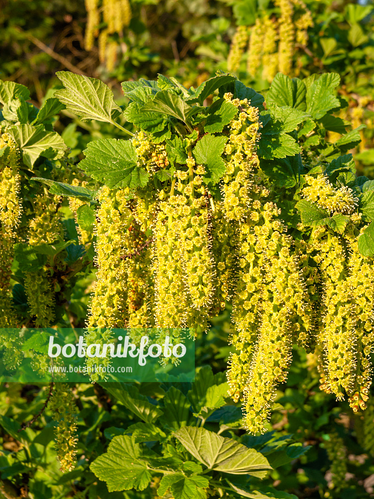 460063 - Manyflower currant (Ribes multiflorum)