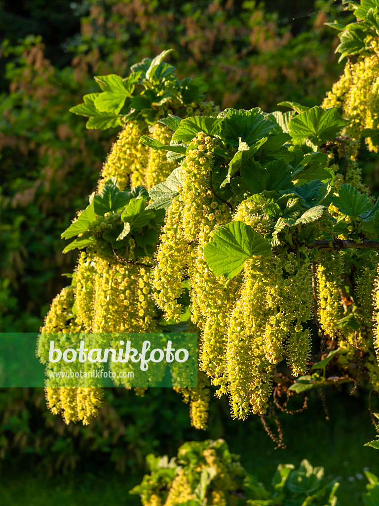 460064 - Manyflower currant (Ribes multiflorum)