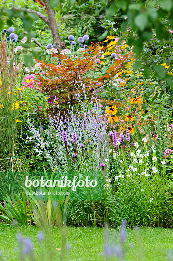 474331 - Maple (Acer), Russian sage (Perovskia), cone flower (Rudbeckia) and obedient plant (Physostegia)