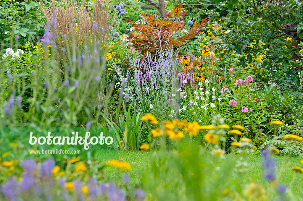 474332 - Maple (Acer), Russian sage (Perovskia), cone flower (Rudbeckia) and obedient plant (Physostegia)