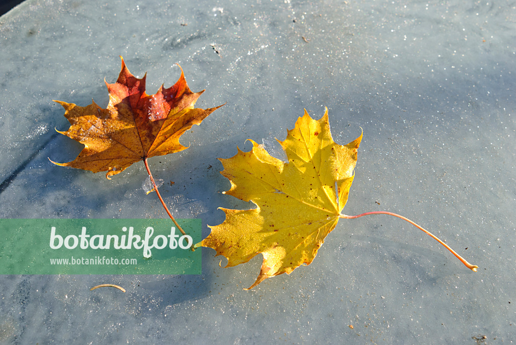 518061 - Maple leaves on ice