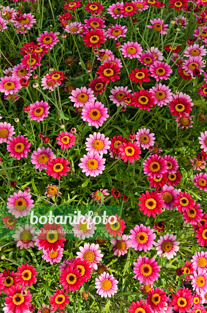 498079 - Marguerite (Argyranthemum frutescens 'Madeira Deep Rose')