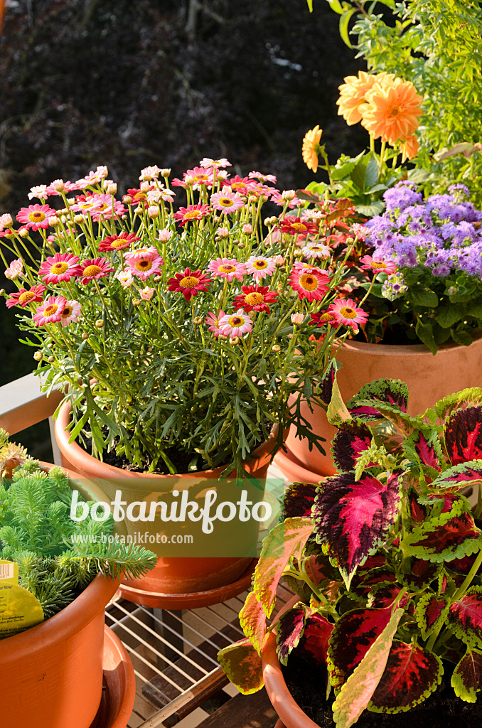 522042 - Marguerite (Argyranthemum frutescens 'Madeira Deep Rose') and coleus (Solenostemon scutellarioides syn. Coleus blumei)