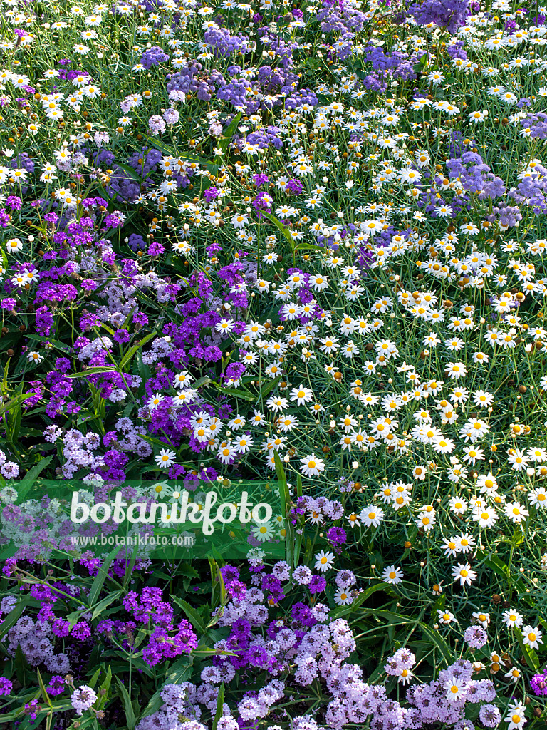 439293 - Marguerite (Argyranthemum frutescens 'Silverleaf') and tuberous vervain (Verbena rigida)