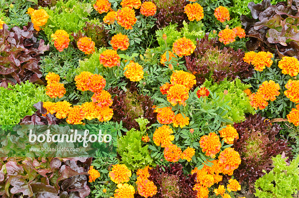 536047 - Marigolds (Tagetes) and lettuce (Lactuca)