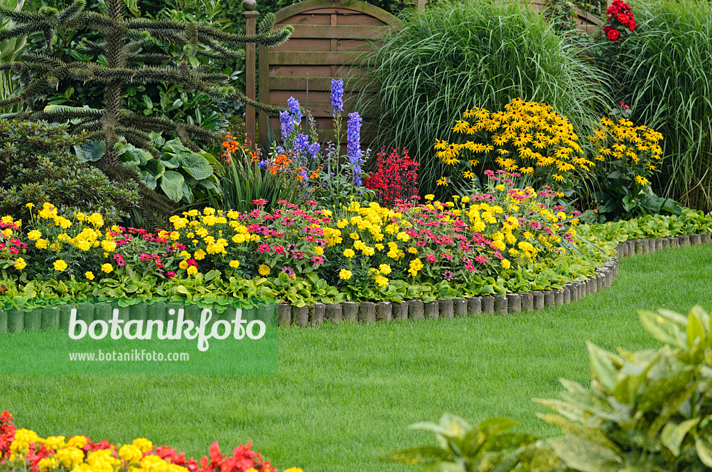 523188 - Marigolds (Tagetes), zinnias (Zinnia), larkspurs (Delphinium) and cone flowers (Rudbeckia)